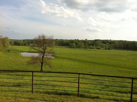 Rolling hills of the Oliver ranch
